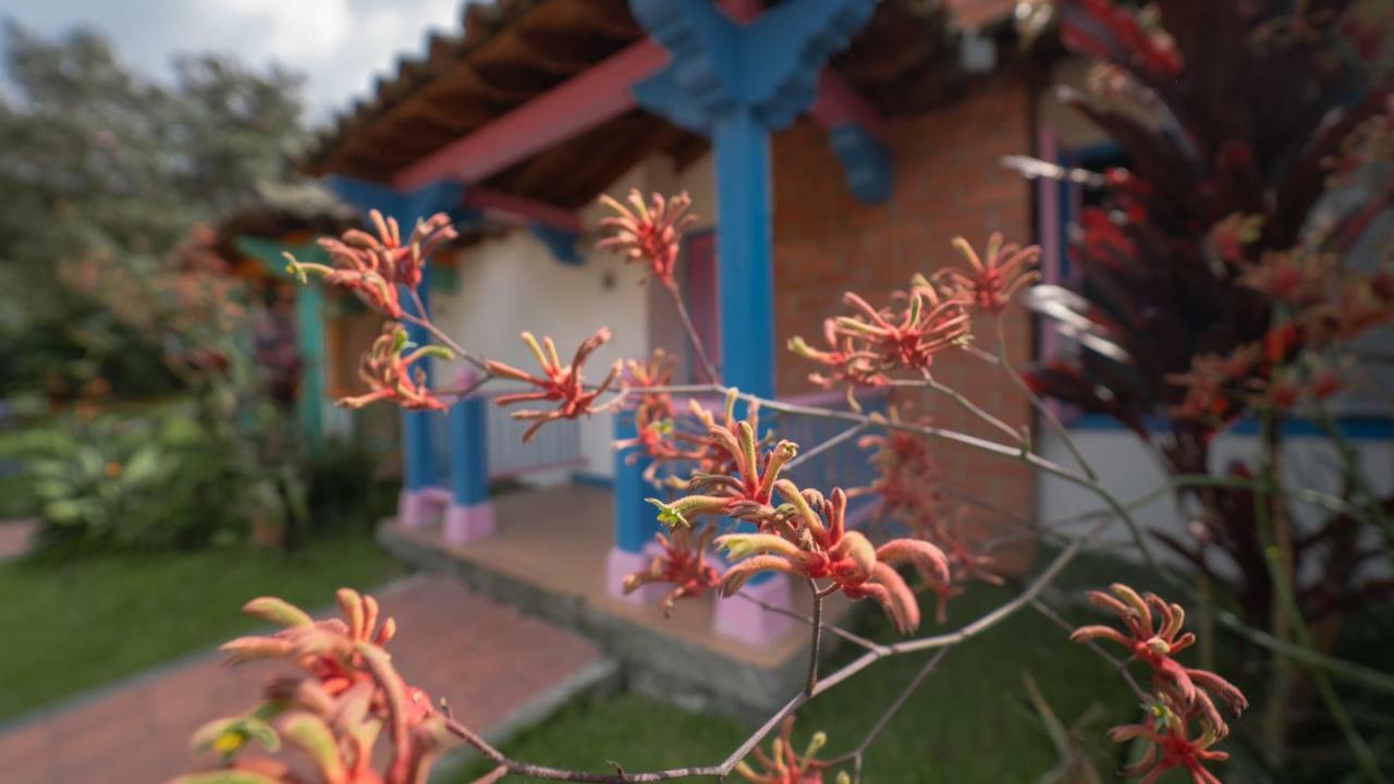 Hotel Termales El Otono à La Enea Extérieur photo An example of a kangaroo paw